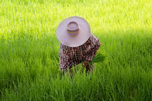 Asian farmer harvesting in rice fields green rice field background. cut rice, harvest season photo
