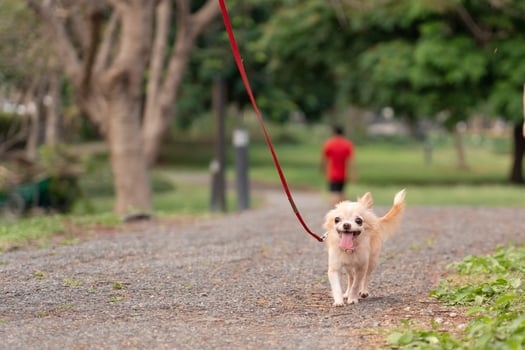 cute brown chihuahua pet dog with leash in the park. concept take pets for walk and pet happiness photo