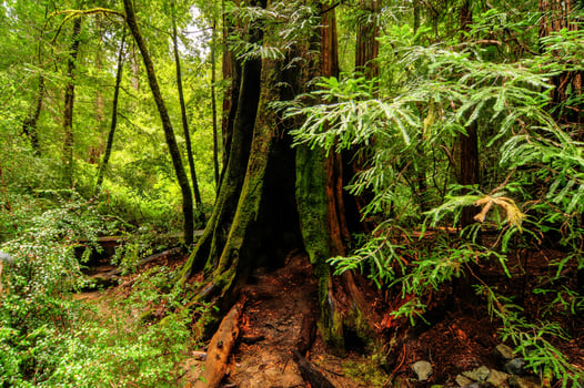 California Sequoia Trees photo