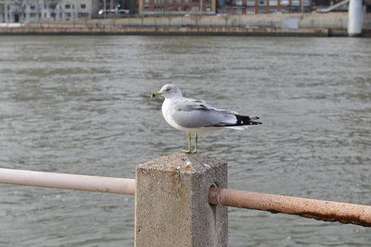 White Seagull in the City photo