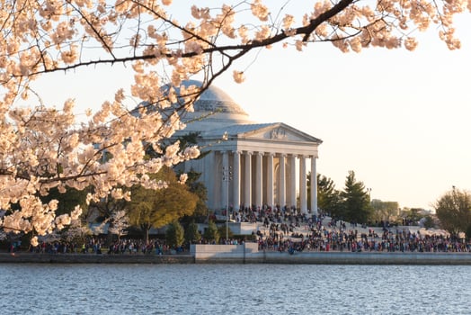 Cherry Blossom Festival - Washington, D.C. photo