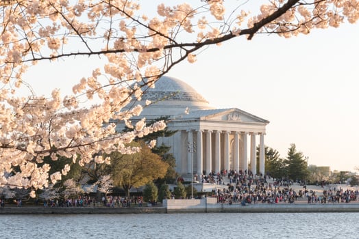 Cherry Blossom Festival - Washington, D.C. photo