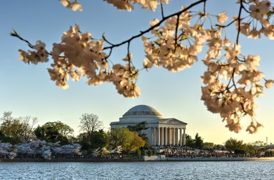 Cherry Blossom Festival - Washington, D.C. photo