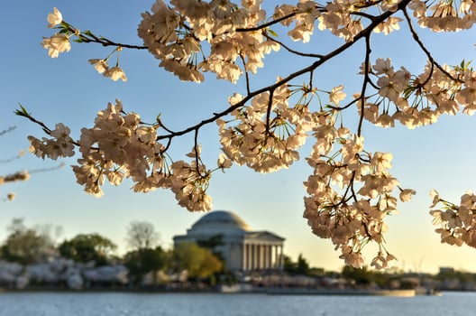 Cherry Blossom Festival - Washington, D.C. photo