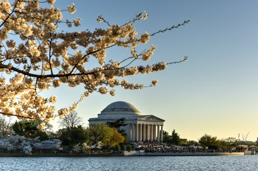 Cherry Blossom Festival - Washington, D.C. photo