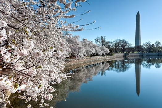 Washington Monument in Washington D.C., USA photo