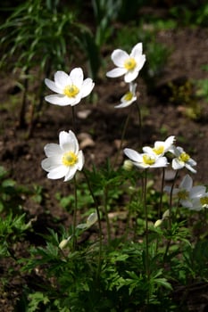Wild tulips in early spring day photo