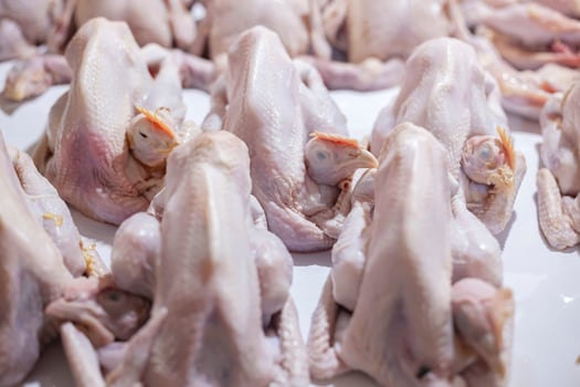 Whole chicken meat is ready to be processed into various dishes photo