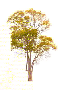 Autumn tree during fall season which foliage has turn from green to yellow isolated on white background for autumn design usage photo