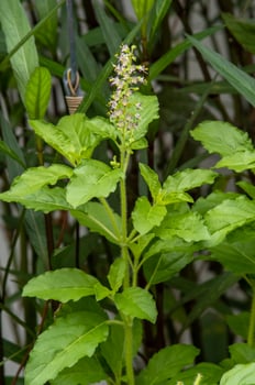 Holy basil blooming in the garden photo