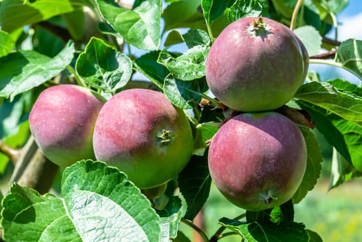 Photography on theme beautiful fruit branch apple tree photo