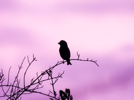Bird silhouette Photography photo