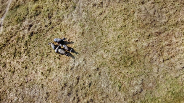 Aerial view of a group of buffalo in a hot and dry meadow photo