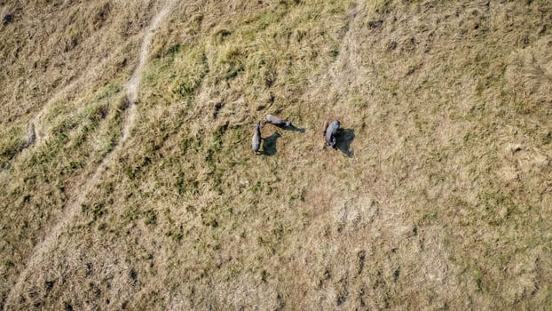 Aerial view of a group of buffalo in a hot and dry meadow photo