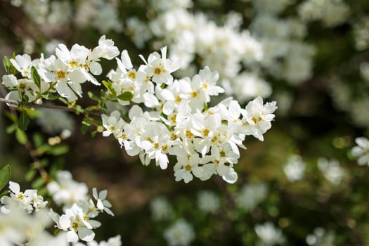 Branches of blossoming cherry blossom macro with soft focus on gentle sky photo