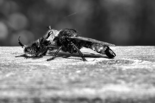 Yellow murder fly or robber fly as black and white image with a bumblebee as prey photo