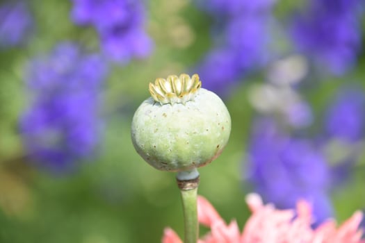 Poppy Seed Pod in the Late Spring Time photo