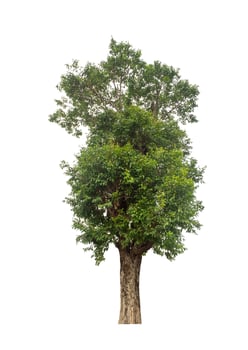 Tree isolated on white background. photo