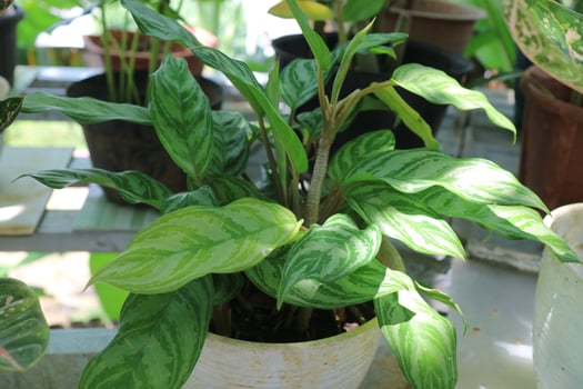 Green fresh plant called Aglaonema Houseplants in the garden photo