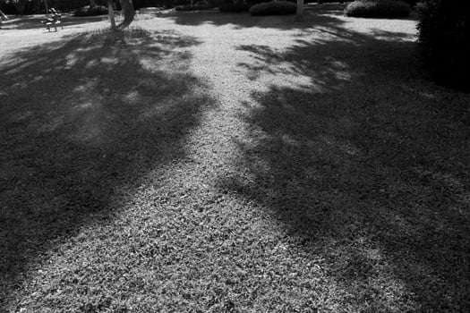 black shadow in park photo