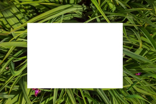 Nature concept. Layout with texture a green leaf close-up. Background with Leaves  and white frame photo