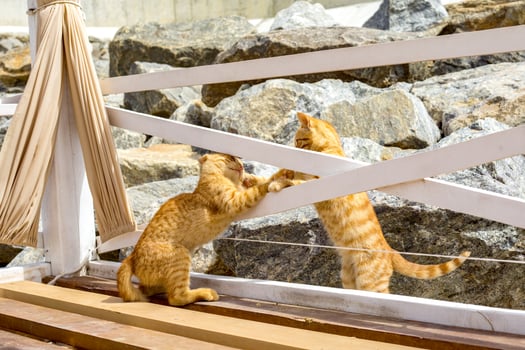 Two Yellow kittens playing outside. Two cat fight and play in stone photo