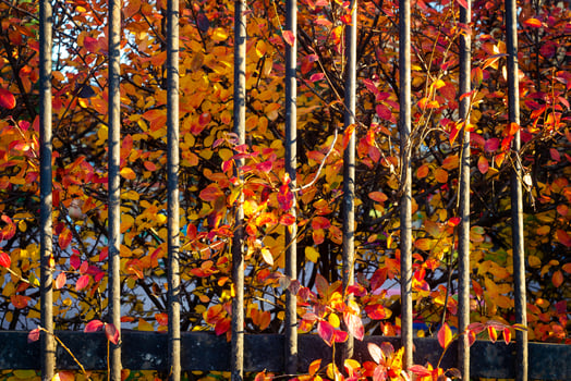 Red and yellow foliage behind the metal bars photo