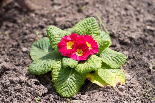 Perennial primrose or primula in the spring garden. Spring primroses flowers. Purple primroses in spring woods. The beautiful colors primrose flowers garden photo