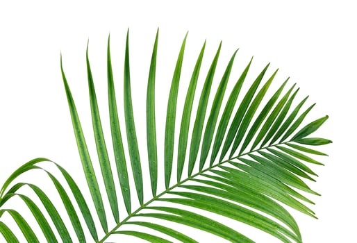 leaves isolated on white background photo