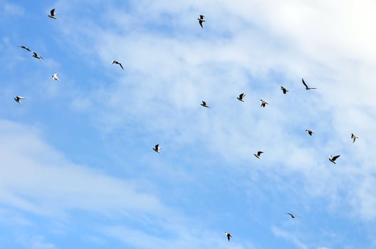 A lot of white gulls fly in the cloudy blue sky photo