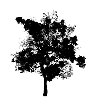 Tree silhouette for brush on white background photo