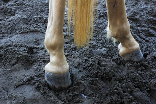 Horse riding at tourist attractions photo