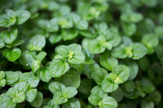 Mentha mint or Pilea nummulariifolia photo