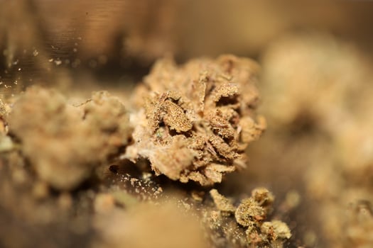Marihuana medical bad cbd close up botanical background big size high quality print photo