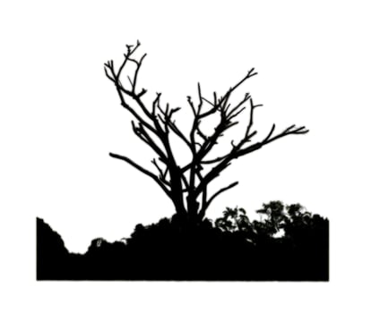 Bush and dead tree silhouette for brush on white background. photo