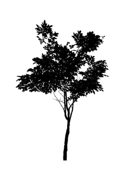 Tree silhouette for brush on white background photo