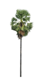 sugar palm that are isolated on a white background are suitable for both printing and web pages photo