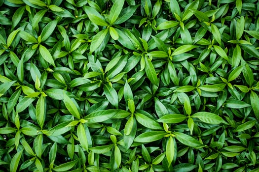 abstract nature background images green leaf pattern photo