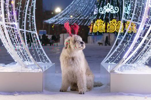 Long-haired South Russian Shepherd Dog is wearing red deer horns on a street on a background of Christmas tree and Christmas lights. photo
