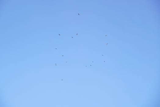 A flock of egrets flew away from the shoals in the clear blue sunset sky on a winter day. photo