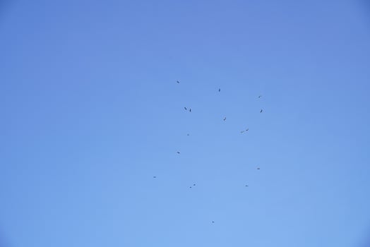 A flock of egrets flew away from the shoals in the clear blue sunset sky on a winter day. photo