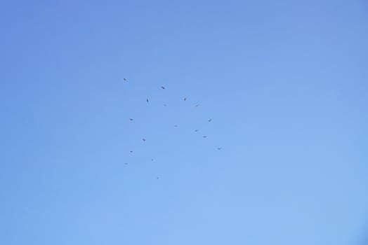 A flock of egrets flew away from the shoals in the clear blue sunset sky on a winter day. photo