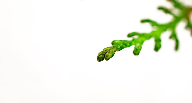 Green twig of thuja on a white background. Selective focus. Copy space photo