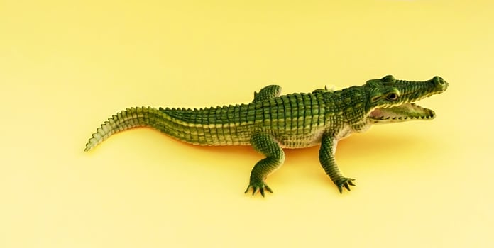 Childrens rubber toy green crocodile alligator on yellow background photo