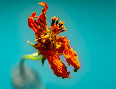 Orange dry flower close-up with yellow stamens on a blue background. Copy space photo