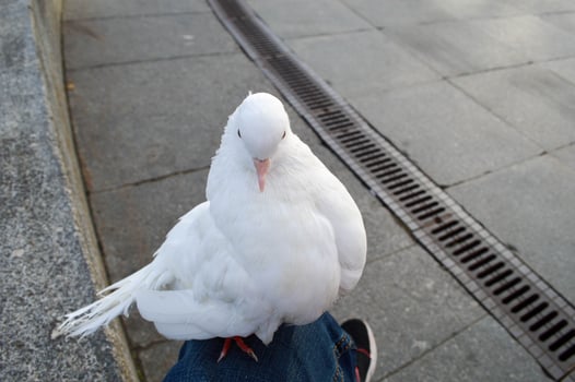 white beautiful pigeon sits on the knee of a man photo