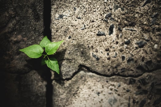 Recovery and Challenge in Life or Business Concept.Economic Crisis Symbol or Ecology System.New Sprout Green Plant Growth in Cracked Concrete photo