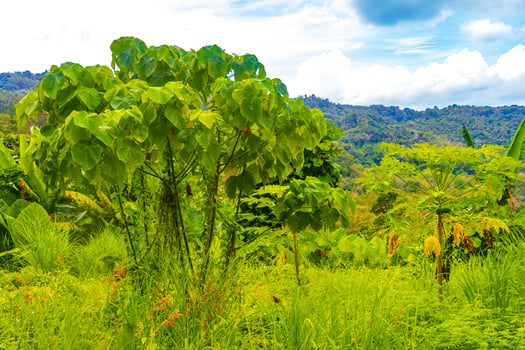 Beautiful natural landscape and tropical forest Phuket island Thailand. photo