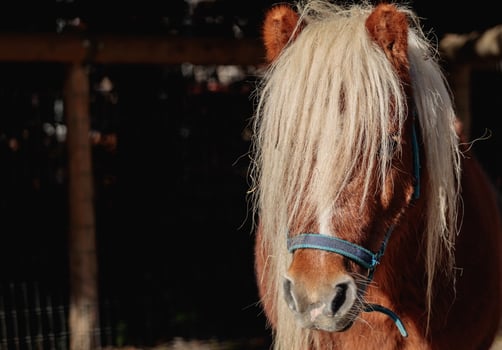 Cute little pony portrait with fluffy mane photo