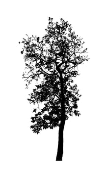 Tree silhouette for brush on white background photo